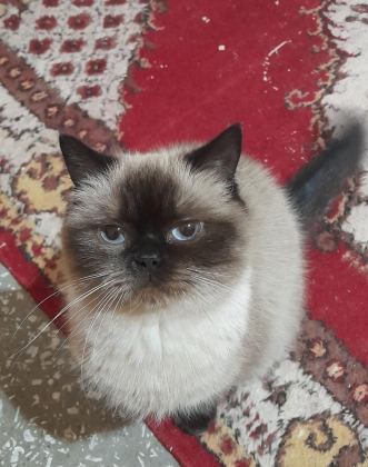 KISIRLAŞTIRMA ŞARTIYLA ÜCRETSİZ OLARAK RAGDOLL