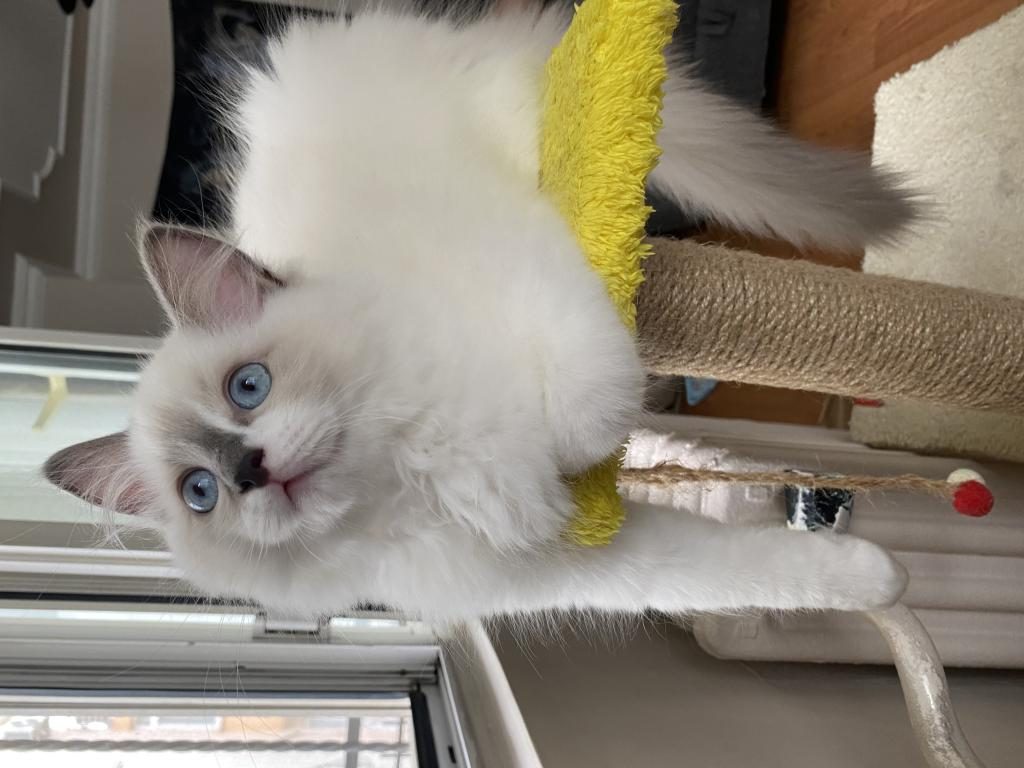 3 AYLIK ERKEK RAGDOLL YAVRU