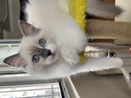 3 AYLIK ERKEK RAGDOLL YAVRU