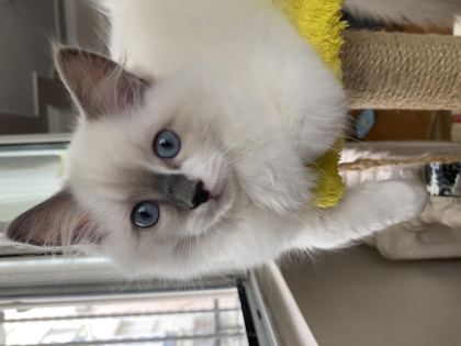 3 AYLIK ERKEK RAGDOLL YAVRU