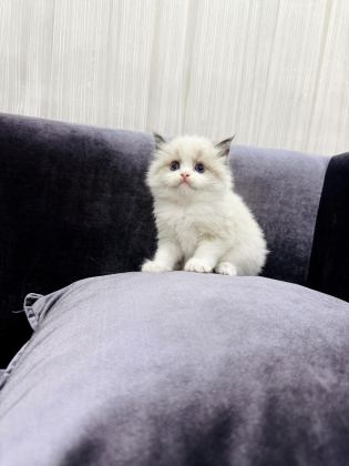 RAGDOLL YAVRU KEDİLERİMİZ