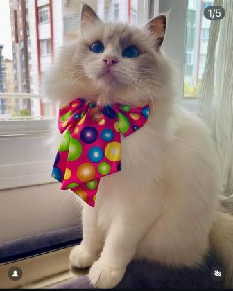 RAGDOLL YAVRU KEDİLERİMİZ