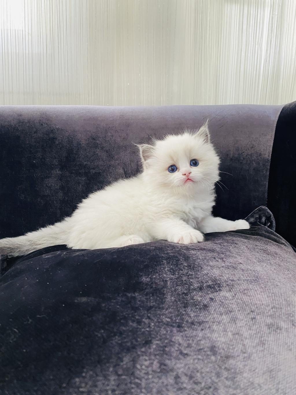 RAGDOLL YAVRU KEDİLERİMİZ