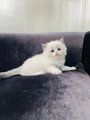 RAGDOLL YAVRU KEDİLERİMİZ