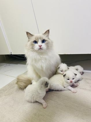 RAGDOLL YAVRU KEDİLERİMİZ