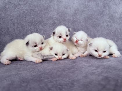 RAGDOLL YAVRU KEDİLERİMİZ
