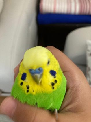 JUMBO ÇİFT KONUŞAN MUHABBET KUŞU