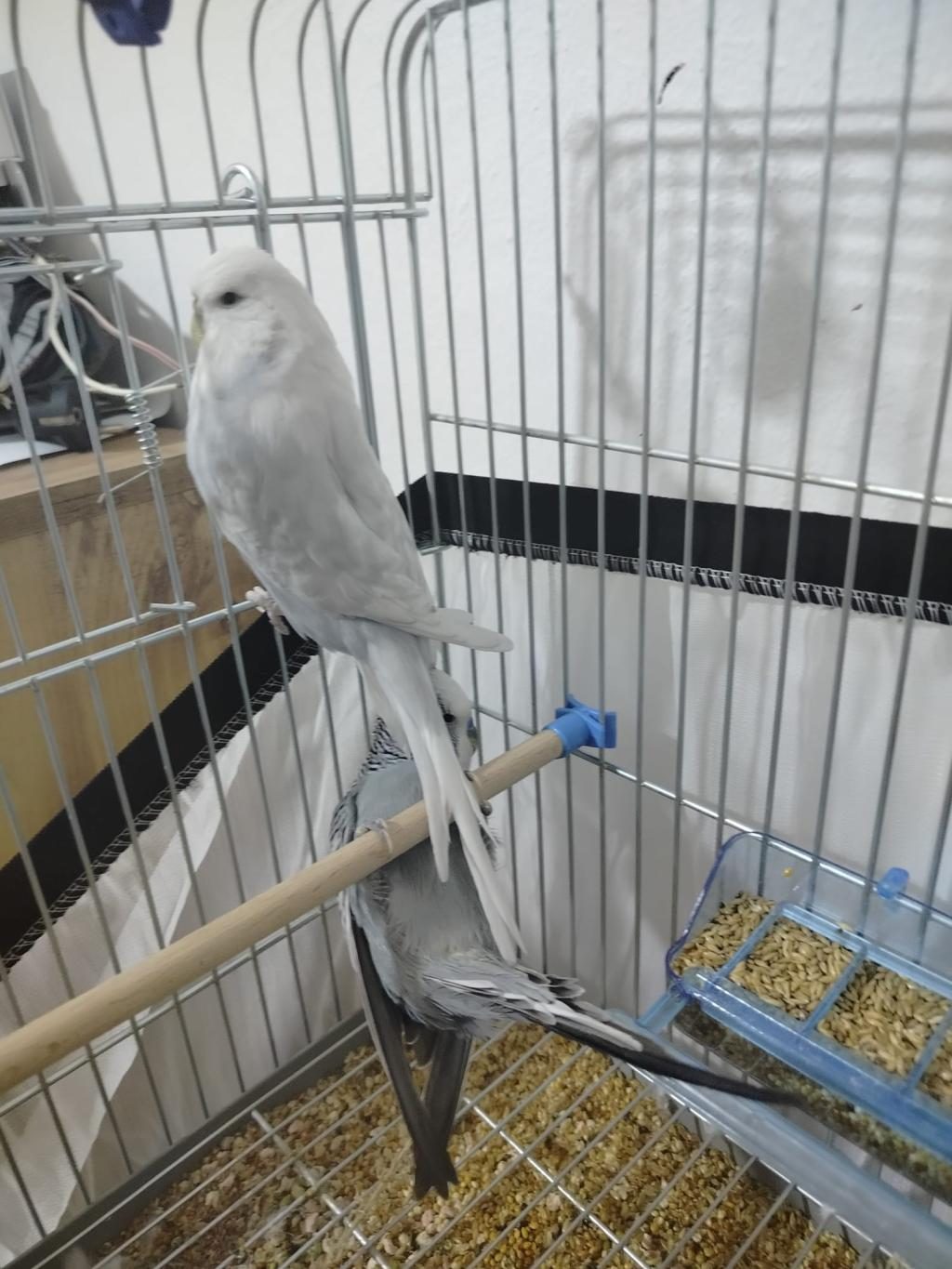 JUMBO GÜZEL FORM DİŞİ MUHABBET KUŞU GÖSTERİŞLİ