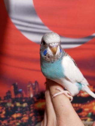 SAĞLIKLI YAVRU VEYA DAMIZLIK KUŞLAR