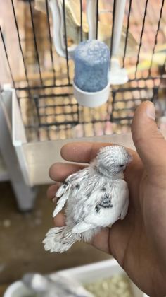 YENİ YEME DÜŞMÜŞ İRİ ÇEK ALBİNO LUTİNO MUHABBET YAVRULAR