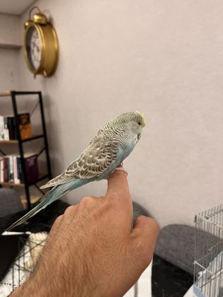 YAVRU ELE ALIŞLIN ŞHOW JUMBO ERKEK MUHABBET KUŞU