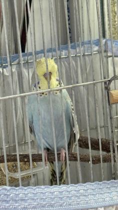 YAVRU ELE ALIŞLIN ŞHOW JUMBO ERKEK MUHABBET KUŞU