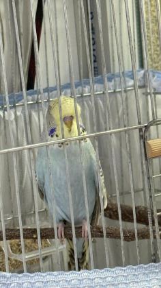 YAVRU ELE ALIŞLIN ŞHOW JUMBO ERKEK MUHABBET KUŞU