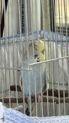 YAVRU ELE ALIŞLIN ŞHOW JUMBO ERKEK MUHABBET KUŞU