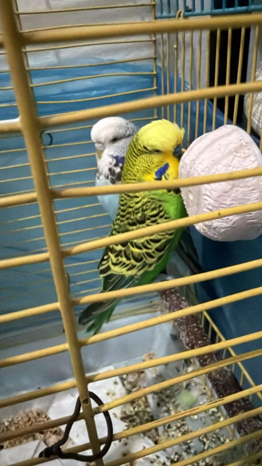 MAMAK JUMBO MUHABBET KUŞU