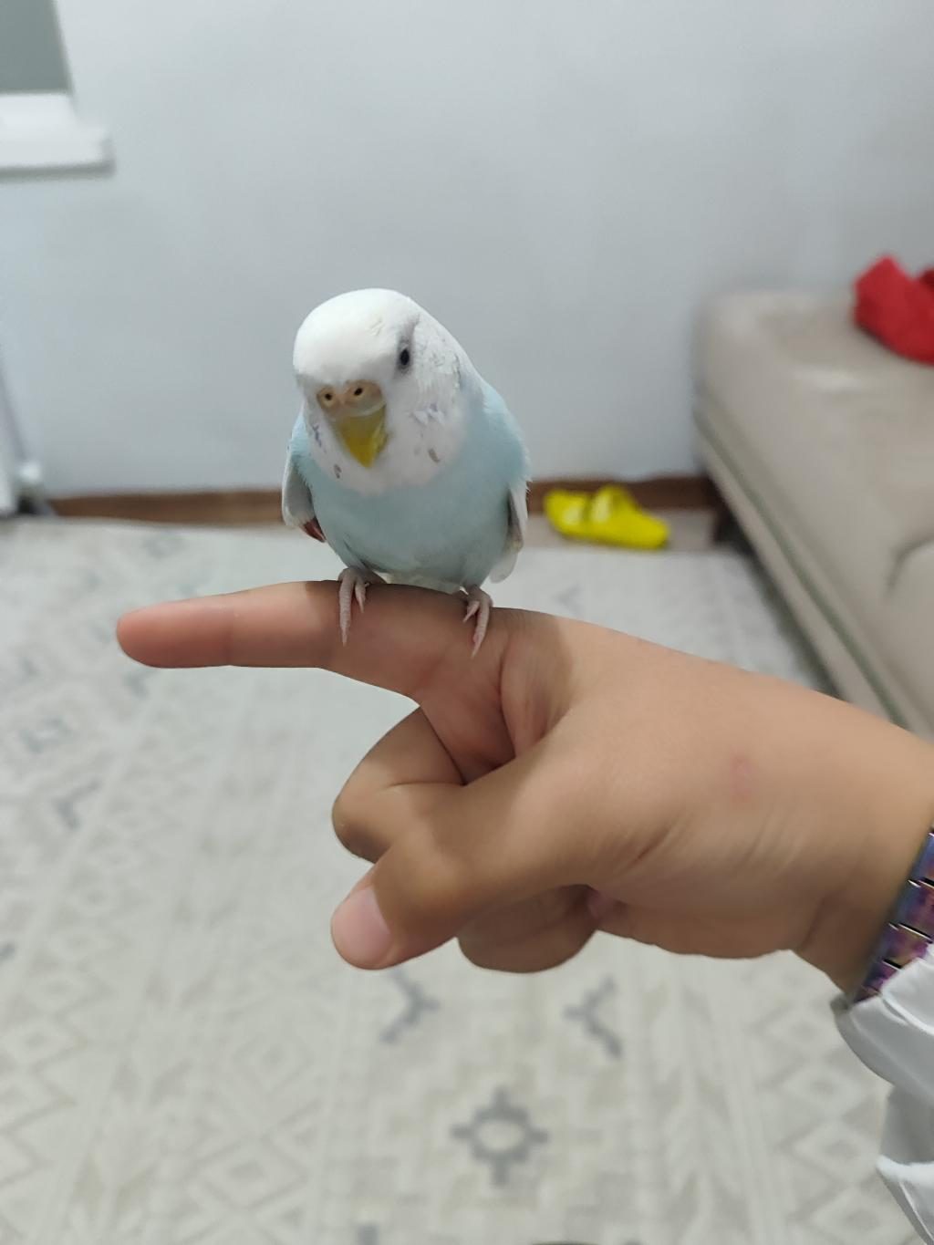 EŞ MUHABBET KUŞU