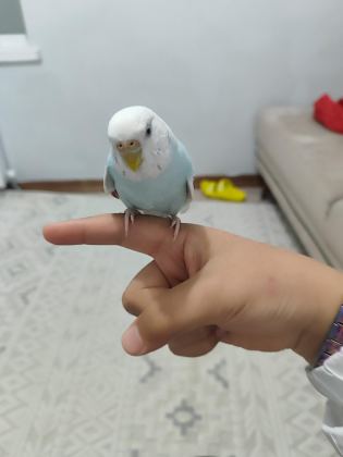 EŞ MUHABBET KUŞU