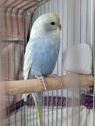 MUHABBET KUŞU TAKIM