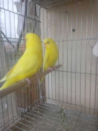 KIRMIZI GÖZ TAKIM MUHABBET KUŞU