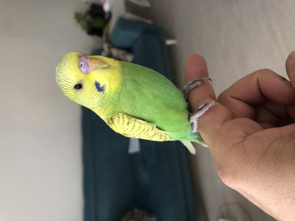 EŞYALARIYLA ERKEK MUHABBET KUŞU