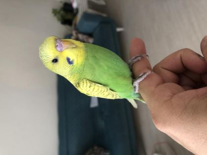 EŞYALARIYLA ERKEK MUHABBET KUŞU