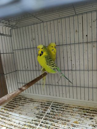 JUMBO MUHABBET KUŞLARI