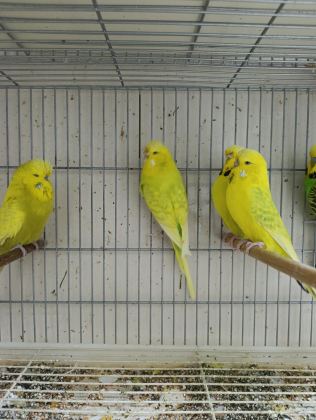 JUMBO MUHABBET KUŞLARI