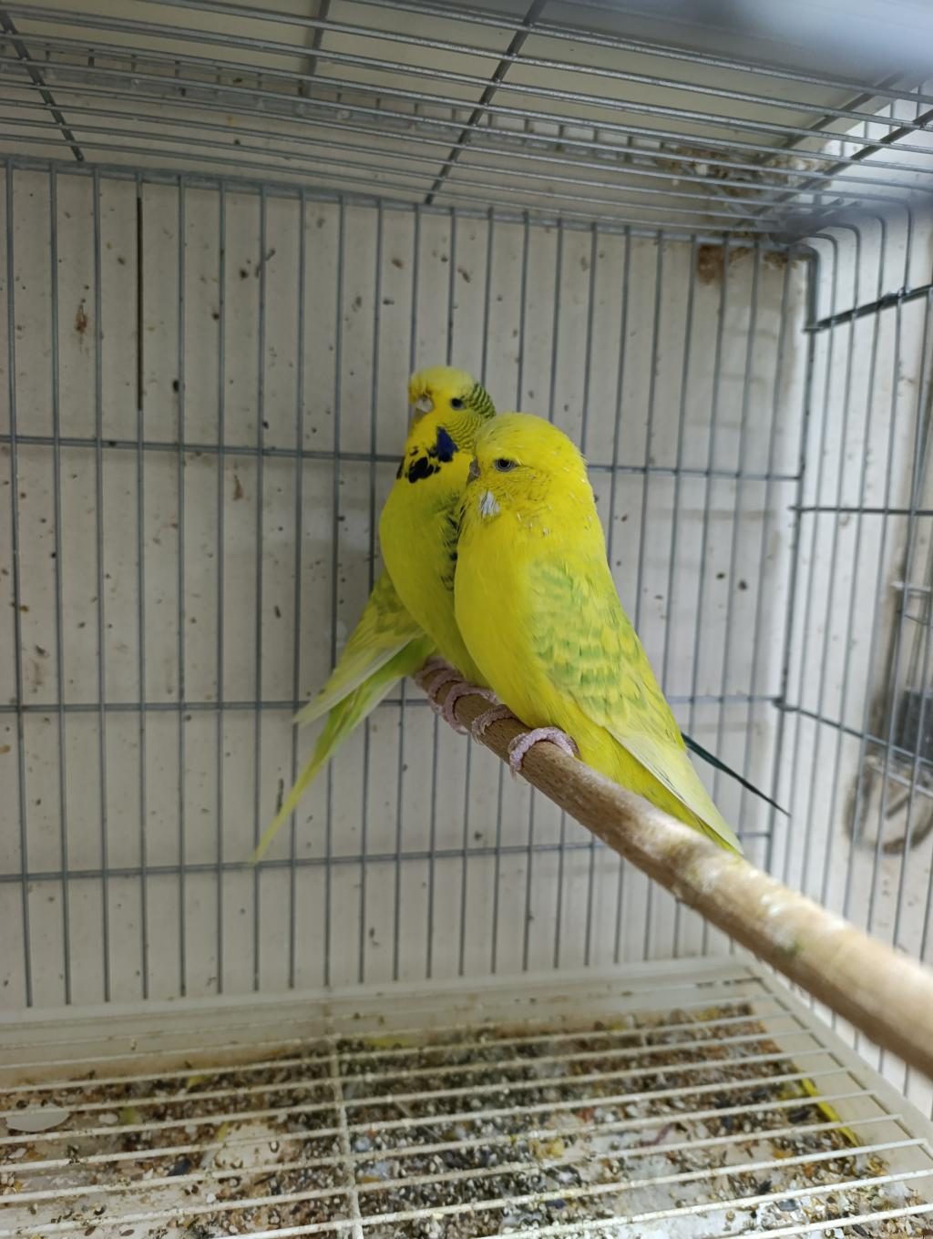 JUMBO MUHABBET KUŞLARI