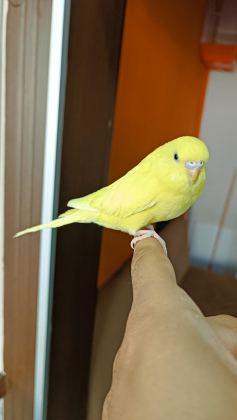 YAVRU MUHABBET KUŞU UYSAL