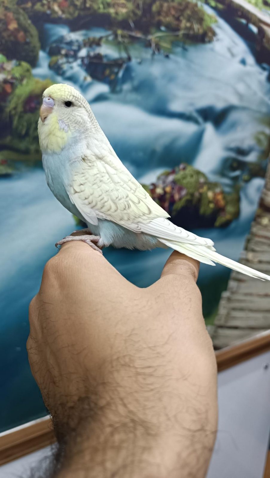 JUMBO YAVRU MUHABBET KUŞU