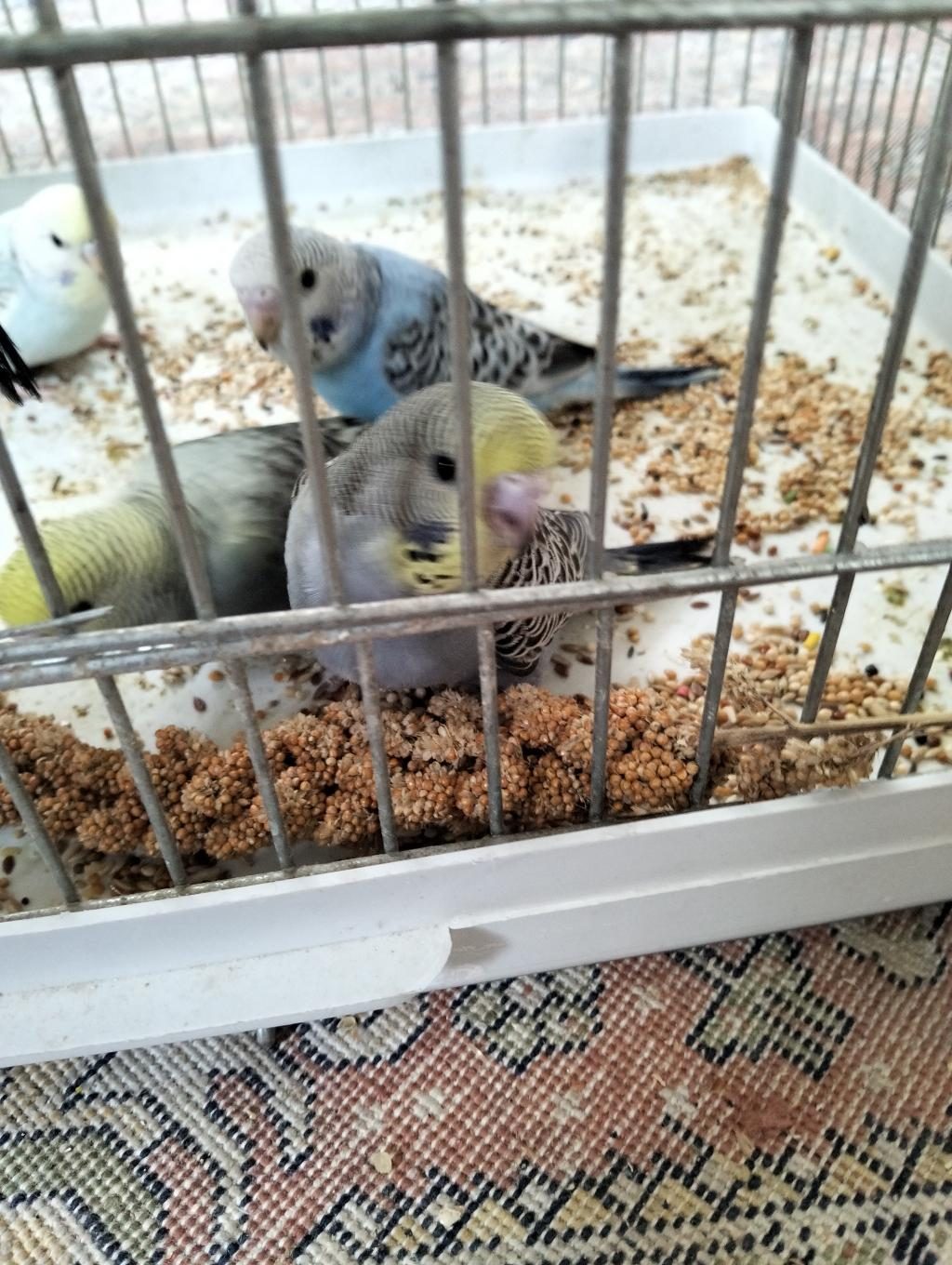 YENİ YEM YEMEYE BAŞLADI YAVRU MUHABBET KUŞLARI