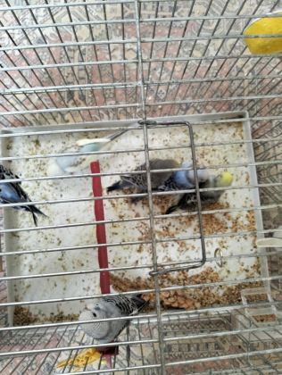 YENİ YEM YEMEYE BAŞLADI YAVRU MUHABBET KUŞLARI