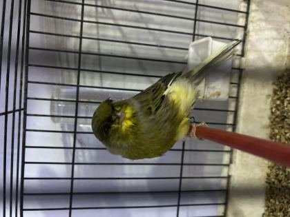 JUMBO MUHABBET KUŞU