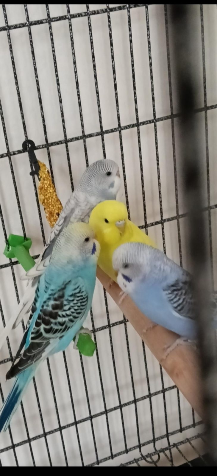 SATILIK MUHABBET KUŞLARI