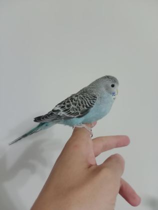 YEME DÜŞMÜŞ YAVRU MUHABBET KUŞLAR