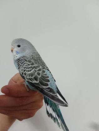 YEME DÜŞMÜŞ YAVRU MUHABBET KUŞLAR