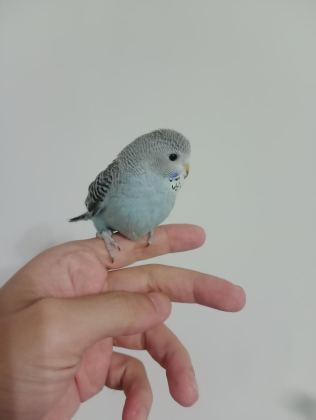 YEME DÜŞMÜŞ YAVRU MUHABBET KUŞLAR