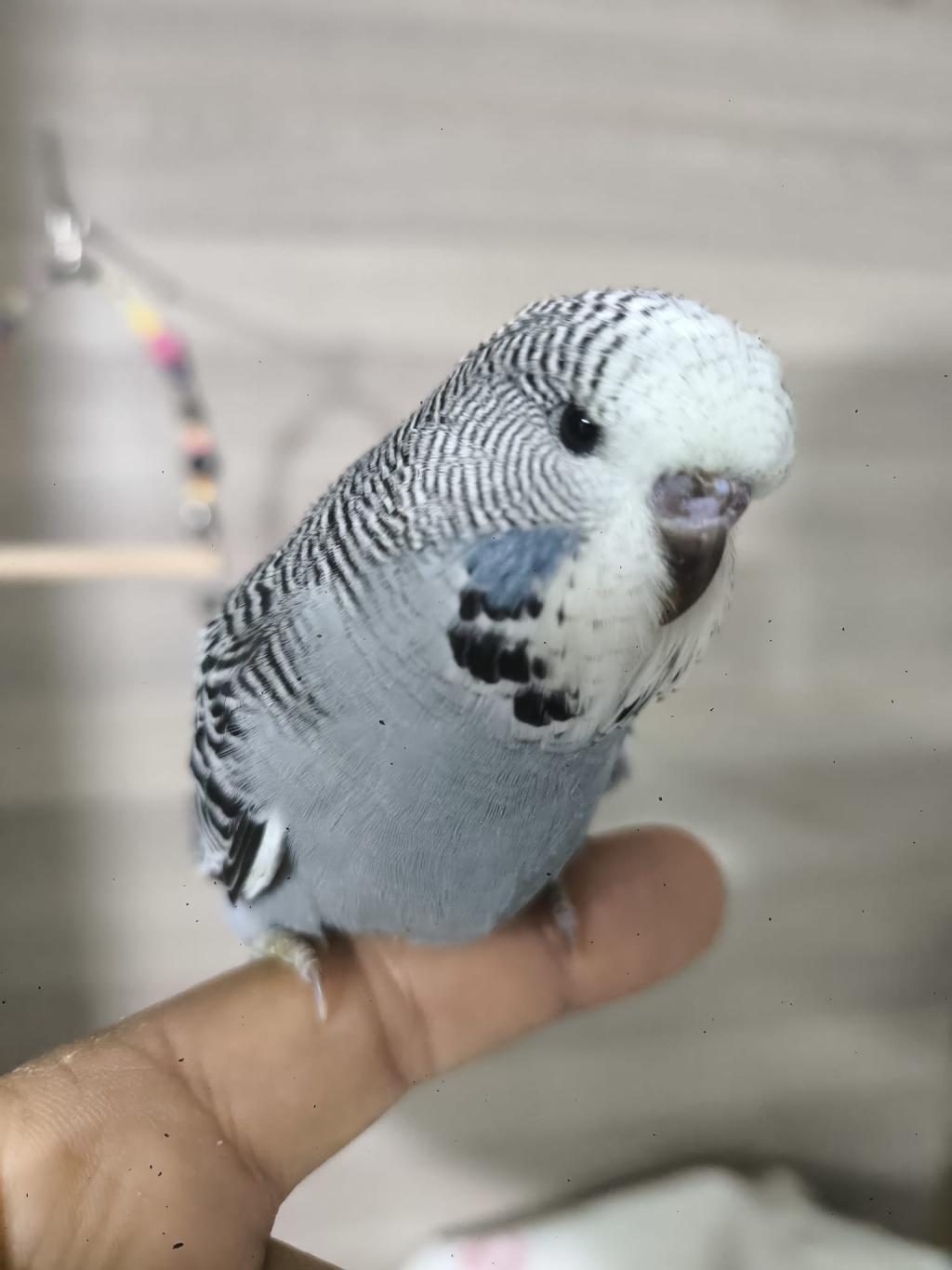 BEBEK MUHABBET KUŞLARI