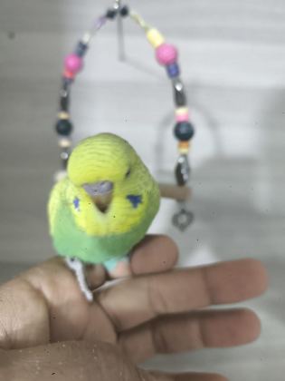 BEBEK MUHABBET KUŞLARI
