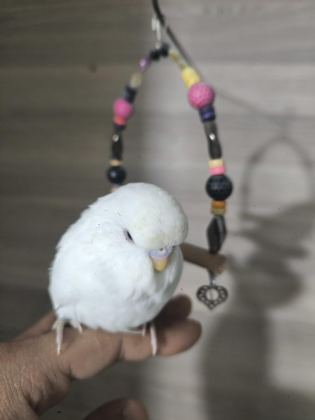 BEBEK MUHABBET KUŞLARI