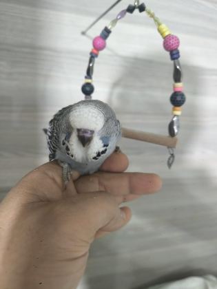 BEBEK MUHABBET KUŞLARI