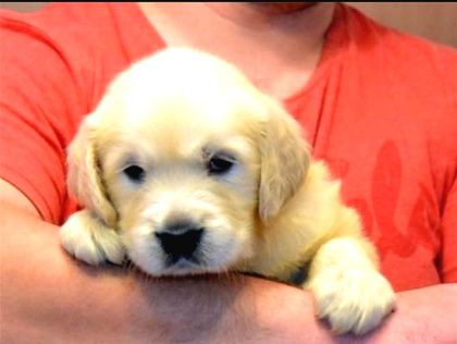 Baby Face Golden Retri̇ever Yavrulari Ankara
