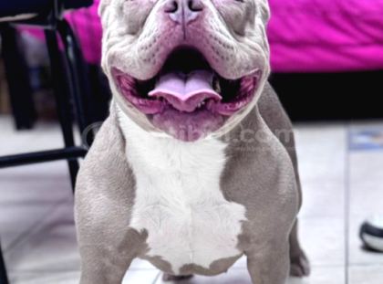 Ameri̇can Bully Pocket Di̇şi̇