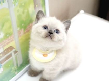 Türki̇yeni̇n En Özel Bri̇ti̇şshorthai̇r Yavrulari