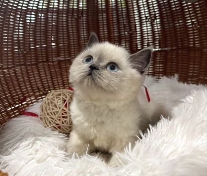 Türki̇yeni̇n En Özel Bri̇ti̇şshorthai̇r Yavrulari