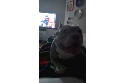Eği̇ti̇mli̇ Ameri̇kan Bully Di̇şi̇