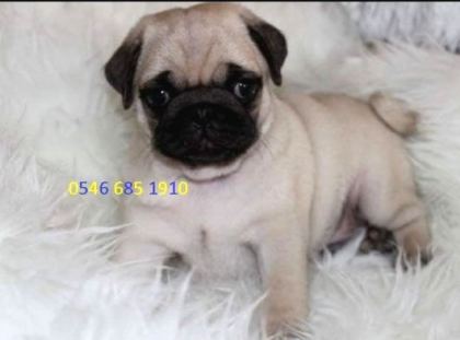 Hamburger Surat Pugmops Yavrulari Ankara