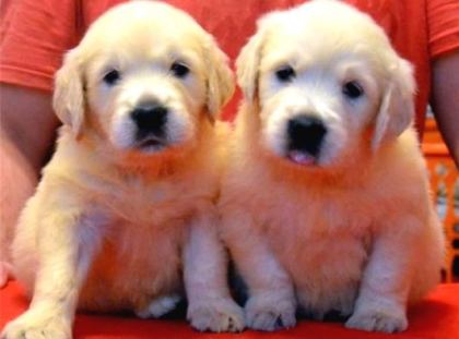 Baby Face Golden Retri̇ever Yavrulari Ankara