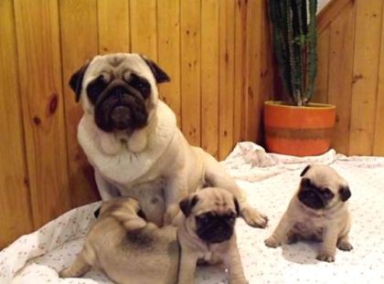 Hamburger Surat Pugmops Yavrulari Ankara