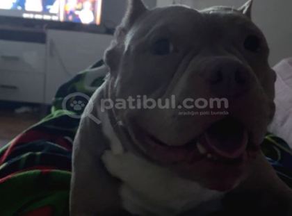 Eği̇ti̇mli̇ Ameri̇kan Bully Di̇şi̇